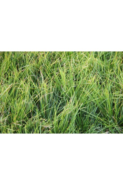 Луговик дернистий `Палава` 